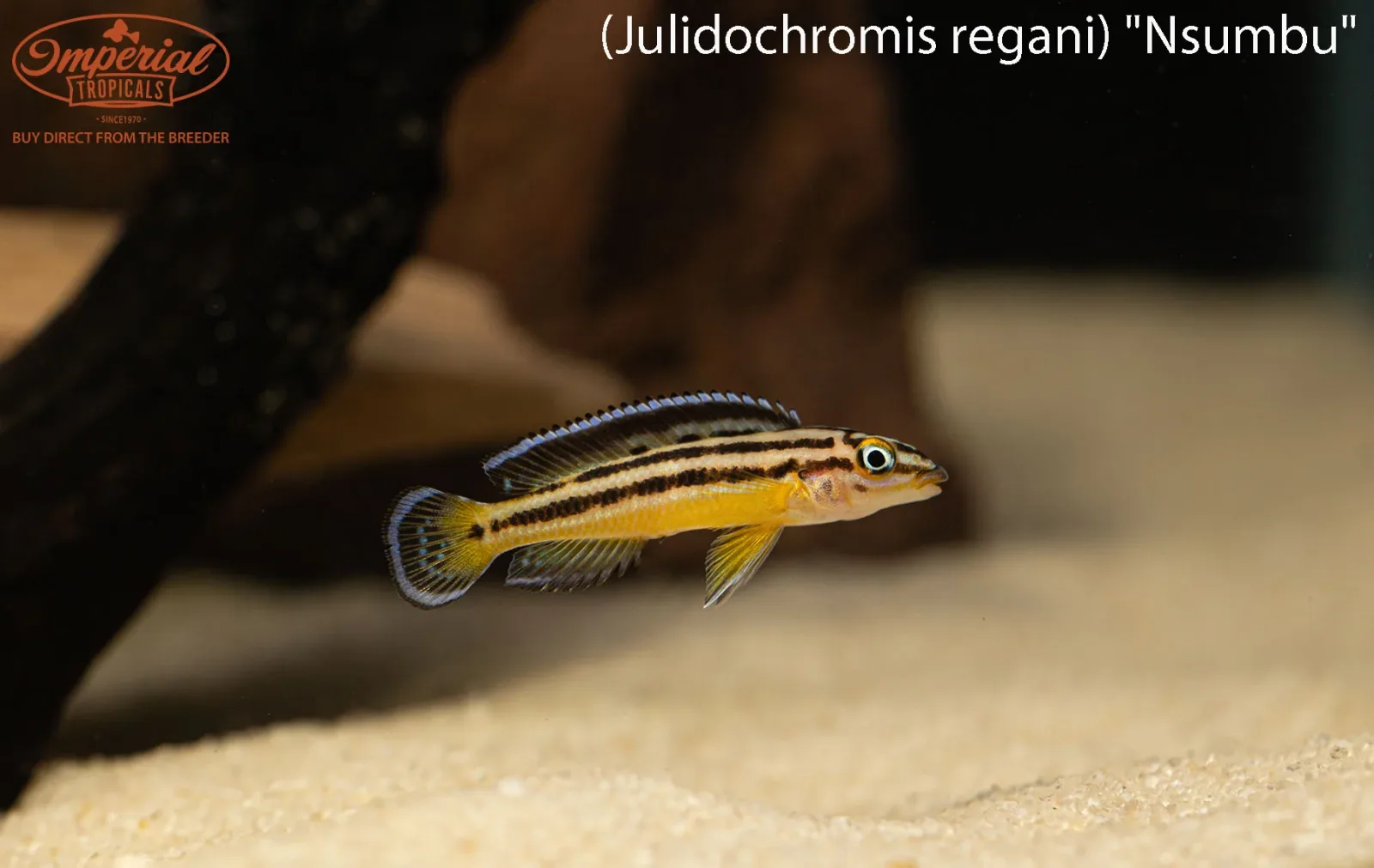 Julidochromis regani "Nsumbu" - Image 2