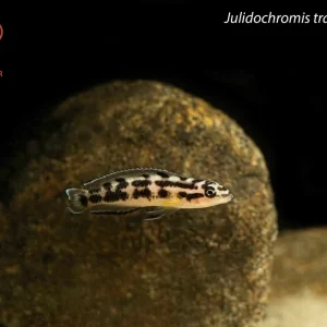 Julidochromis transcriptus "Bemba"