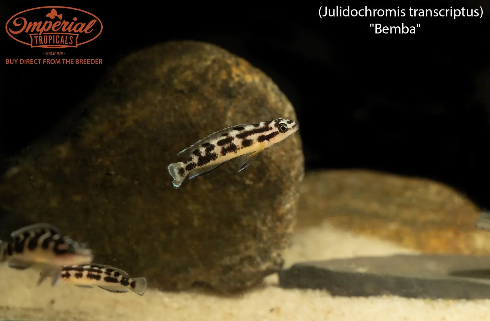 Julidochromis transcriptus "Bemba" - Image 2