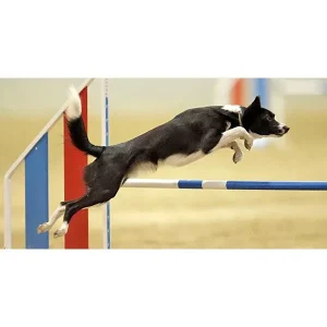 Jumping Drills for Mechanical Skills