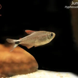 Junior Tetra (Hyphessobrycon robustulus)