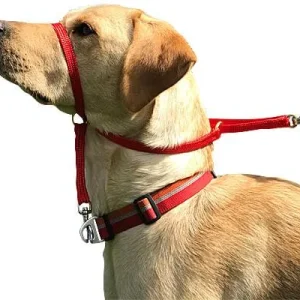 K9 Bridle for Dogs