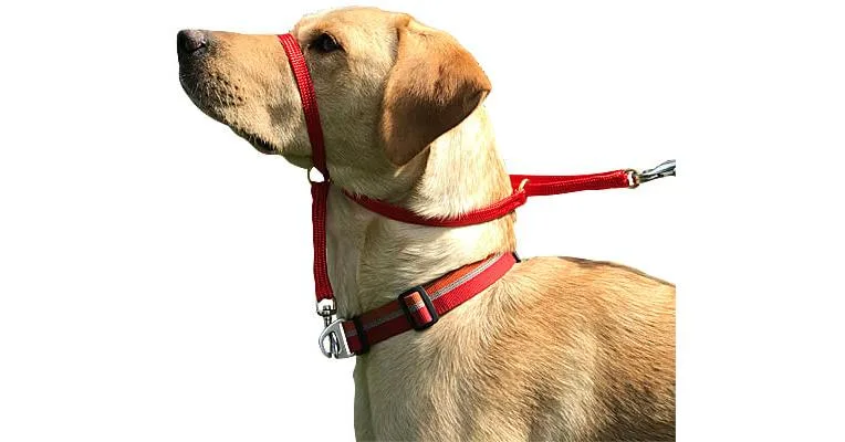 K9 Bridle for Dogs
