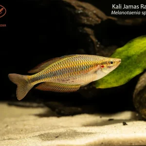 Kali Jamas Rainbowfish