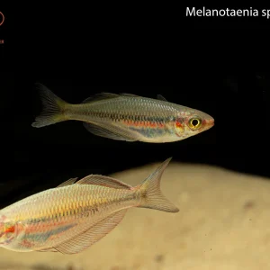 Kali Moysi Rainbowfish