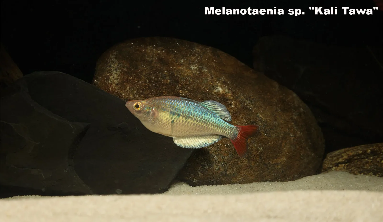 Kali Tawa Rainbowfish - Image 2