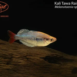 Kali Tawa Rainbowfish