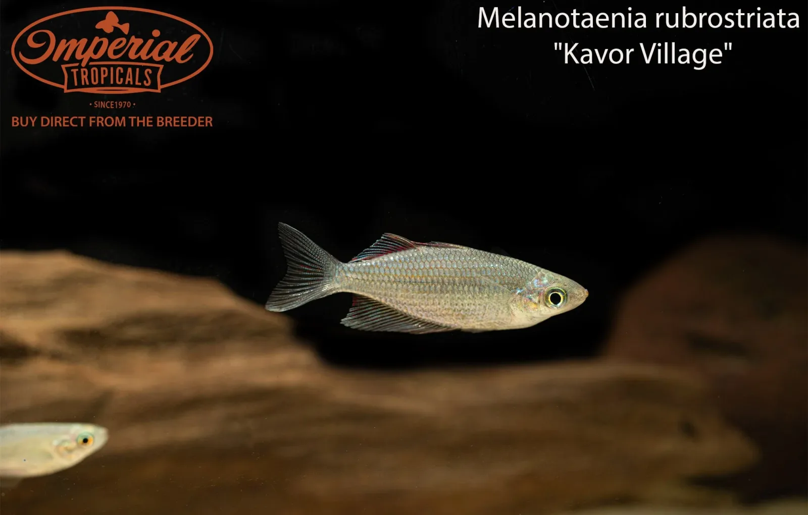 Kavor Village Rainbowfish - Image 2