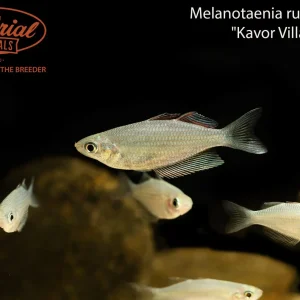 Kavor Village Rainbowfish