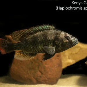 Kenya Gold Hap