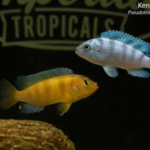Kenyi Cichlid