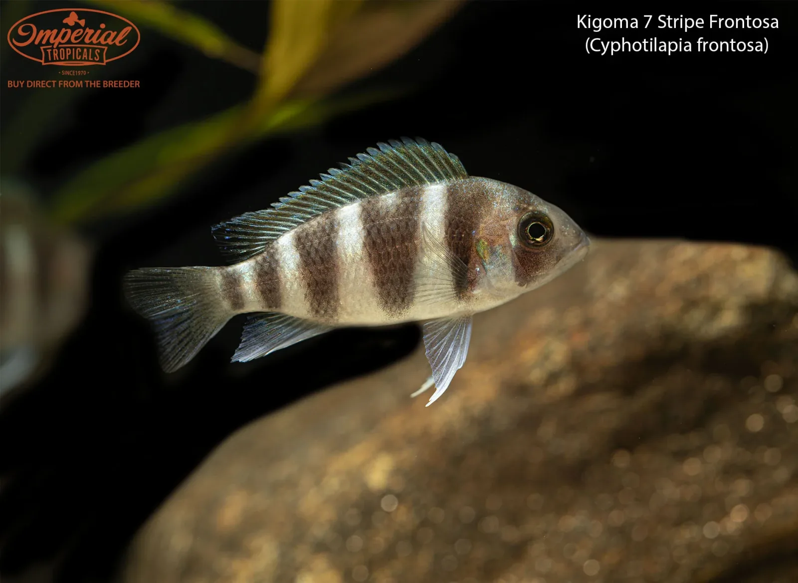 Kigoma 7 Stripe Frontosa - Image 2