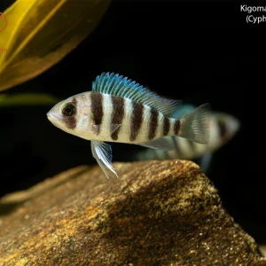 Kigoma 7 Stripe Frontosa
