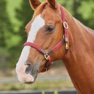 Kincade Braided Brkwy Headcollar