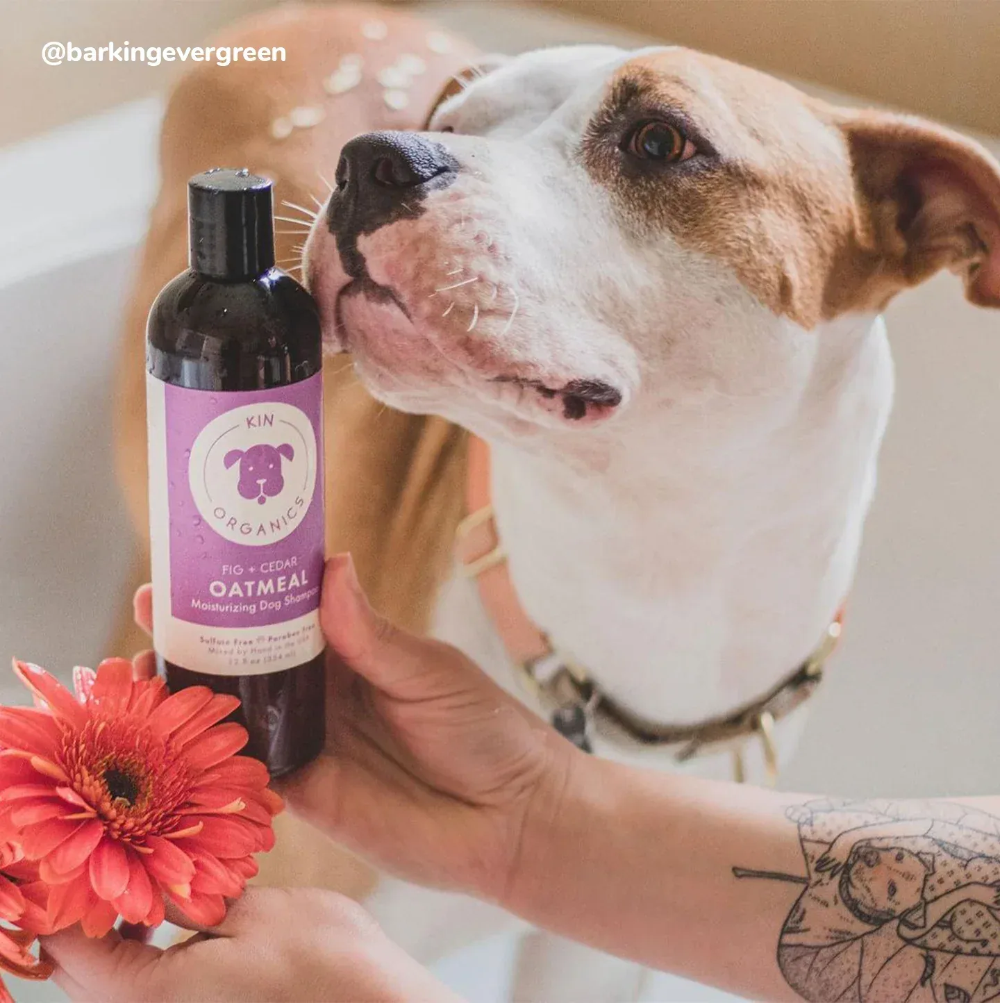 Kin+Kind Coat Oatmeal Fig+Cedar 12 oz. Pet Shampoo - Image 2