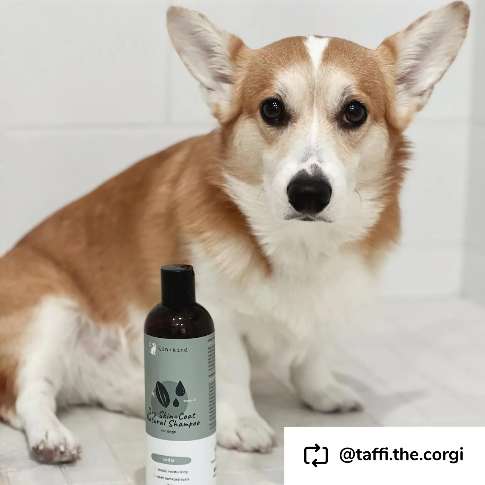 Kin+Kind Pet Shampoo Dry Skin+Coat Cedar 12 oz - Image 2
