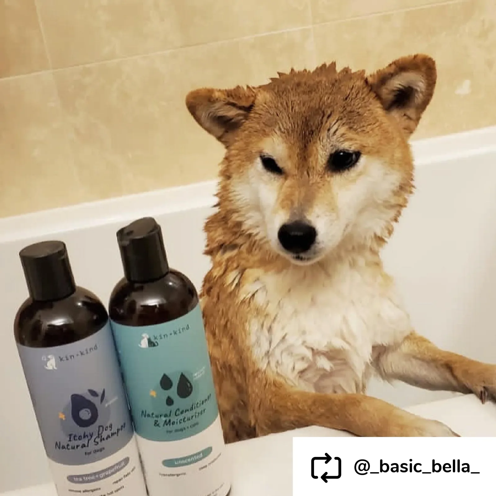 Kin+Kind Pet Shampoo Itchy Dog Tea Tree+Grapefruit 12 oz - Image 2