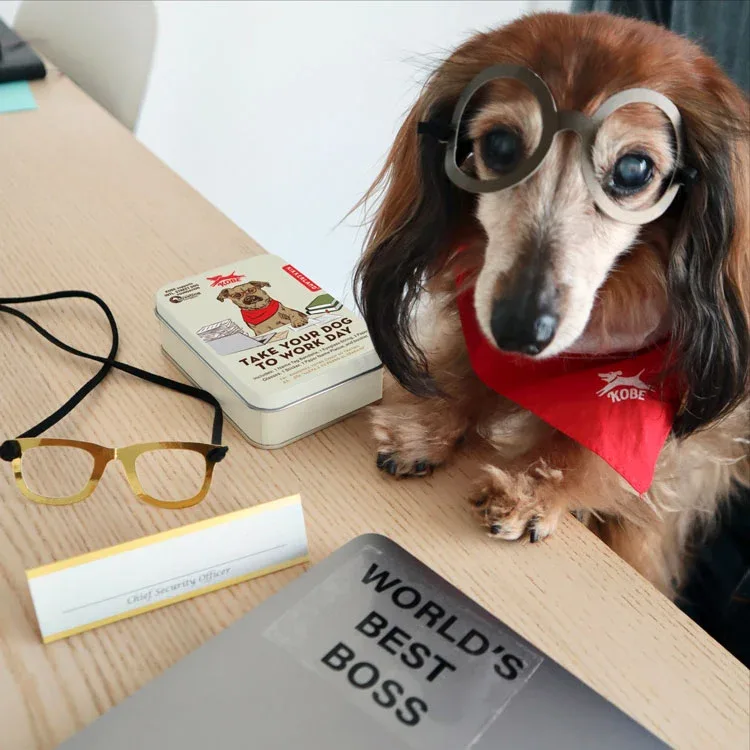 Kobe Take Your Dog to Work Day - Image 2