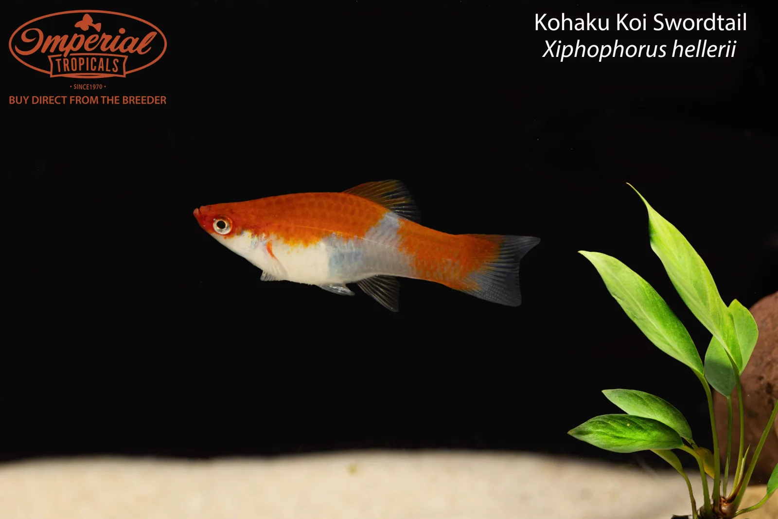 Kohaku Koi Swordtail - Image 2