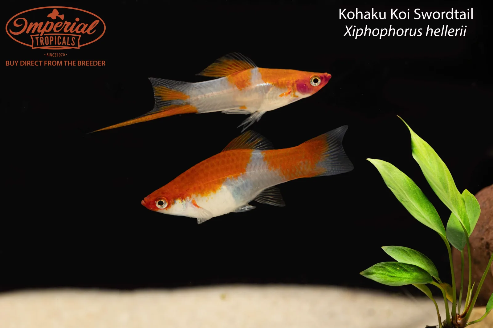 Kohaku Koi Swordtail