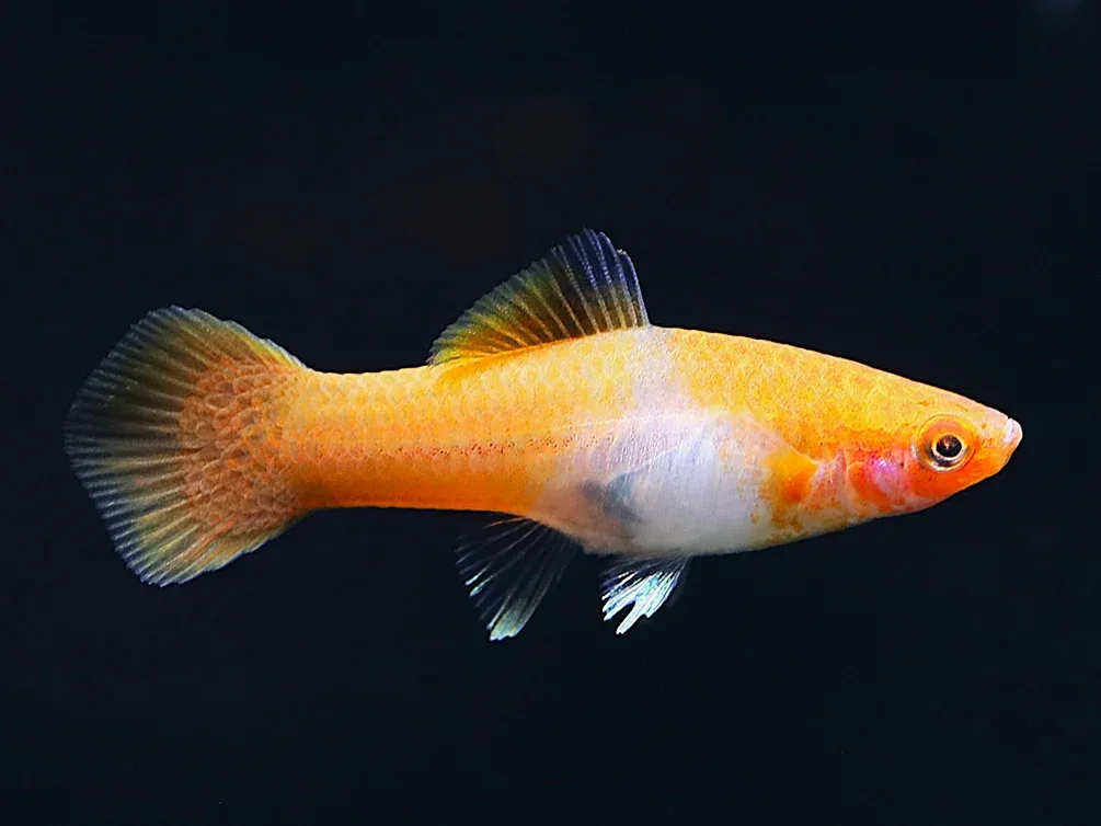 Kohaku Koi Swordtail (Xiphophorus hellerii) – Tank-Bred - Image 2