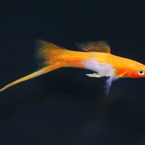 Kohaku Koi Swordtail (Xiphophorus hellerii) – Tank-Bred
