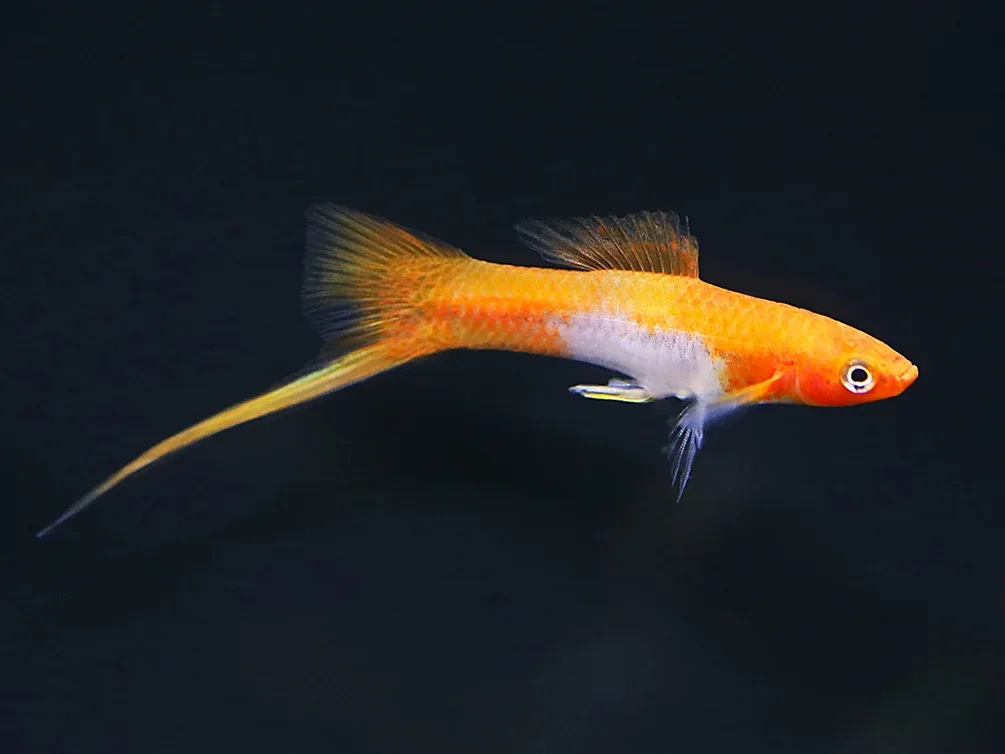 Kohaku Koi Swordtail (Xiphophorus hellerii) – Tank-Bred