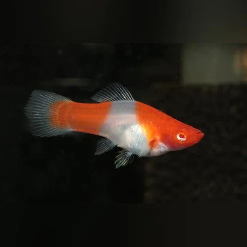 Koi Kohaku Red Eye Swordtail