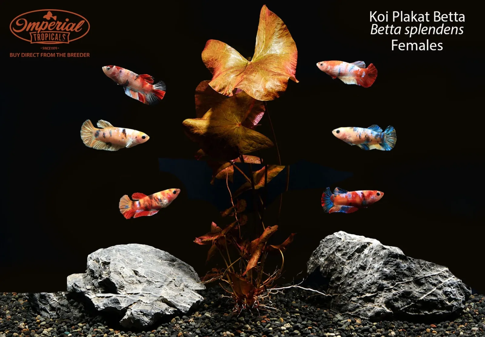 Koi Plakat Betta (Betta splendens) - Image 2