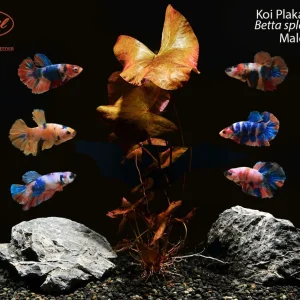 Koi Plakat Betta (Betta splendens)