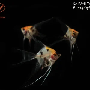 Koi Veil-Tail Angelfish