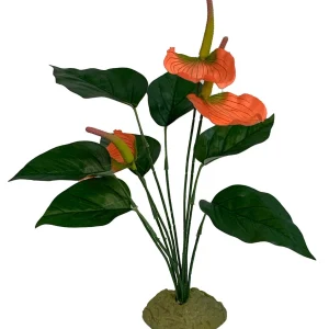 Komodo Anthurium Bush w/ Gravel