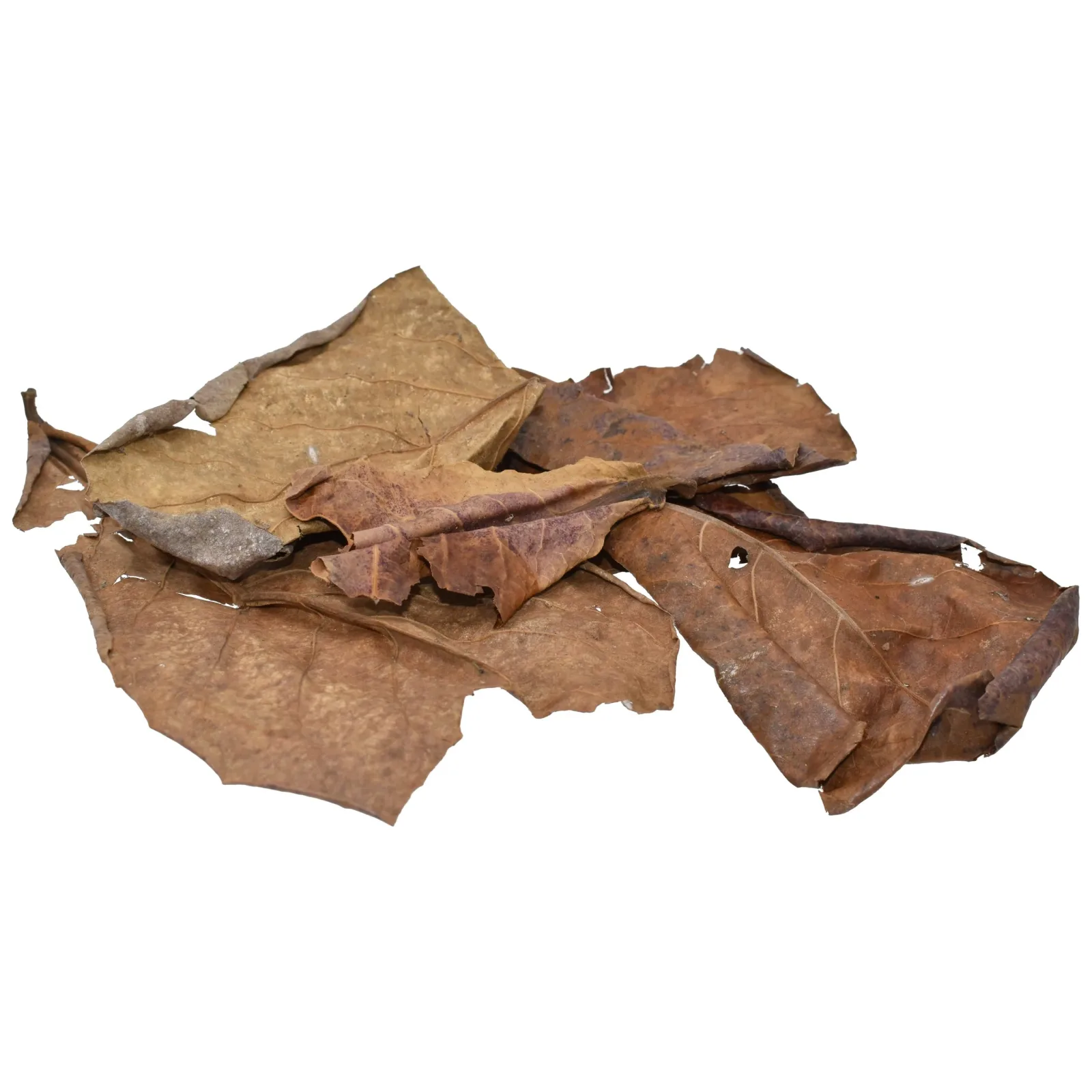 Komodo Dried Oak Leaves Bag