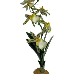 Komodo Spider Orchid Plant w/Gravel