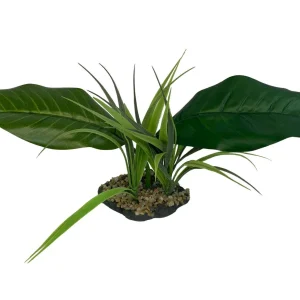 Komodo Woodland Canopy Plant 42cm