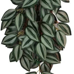 Komodo Zebrina Hanging Vine Terrarium Plant