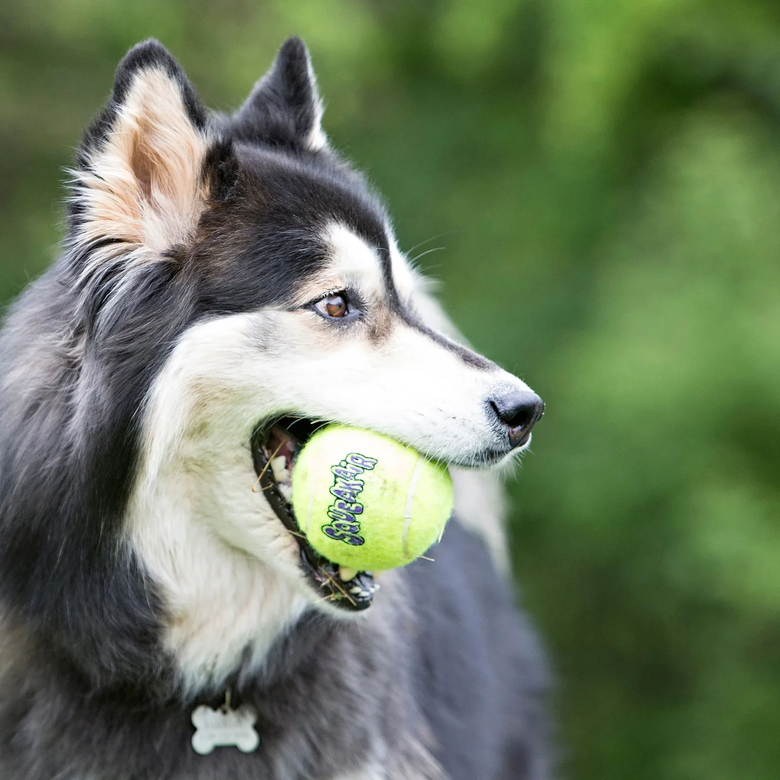 KONG Air Dog Squeaker Tennis Ball Dog Toy 3-Count, X-Small - Image 2