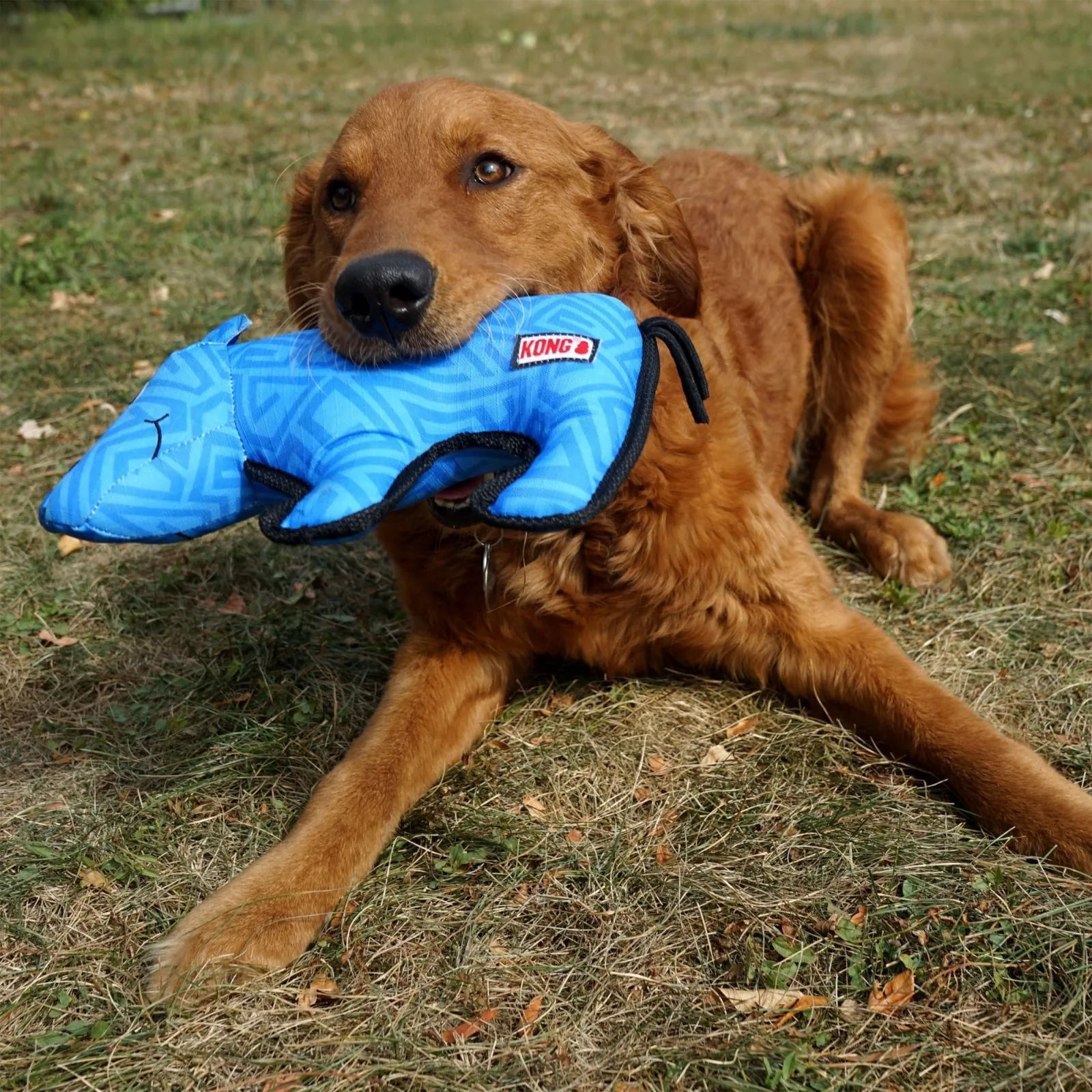 KONG Ballistic Dog Toy Rhino, Medium/Large - Image 2