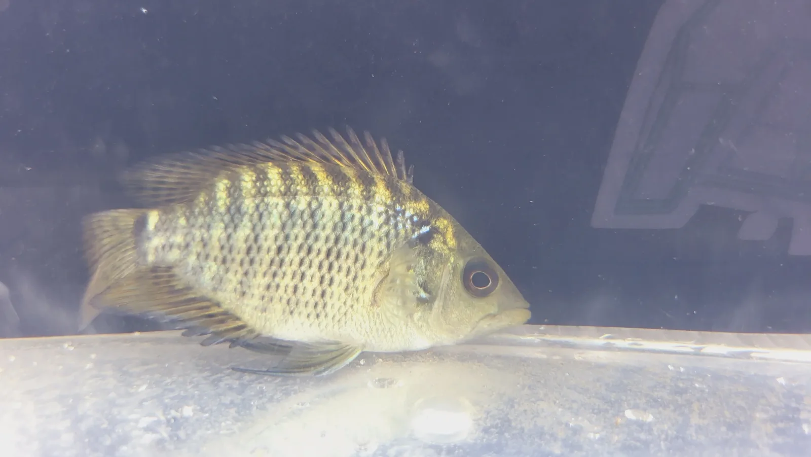 Krauss' Basketmouth Cichlid - Image 2