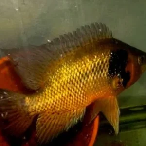 Krauss' Basketmouth Cichlid