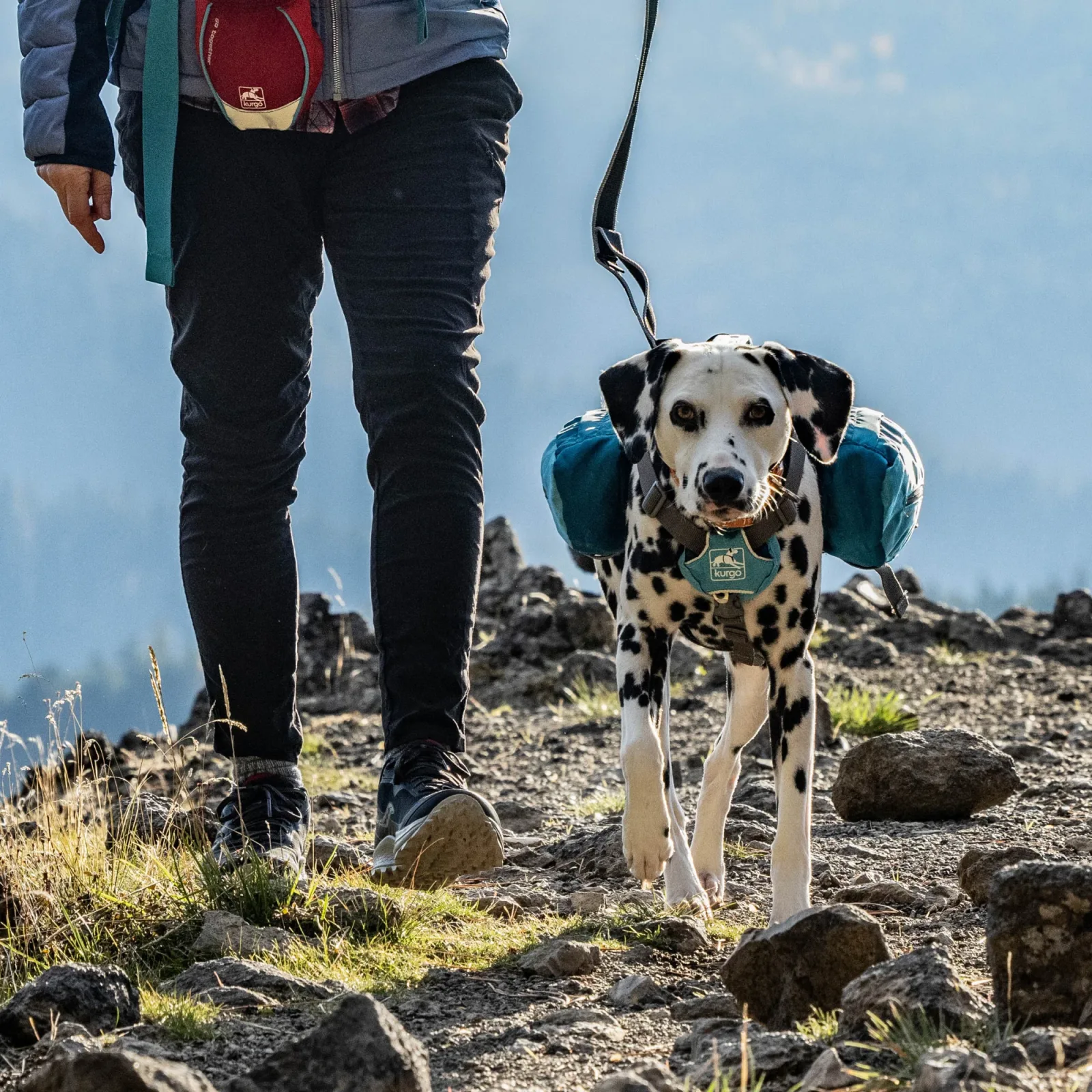 Kurgo Big Baxter Dog Backpack - Blue - Image 2