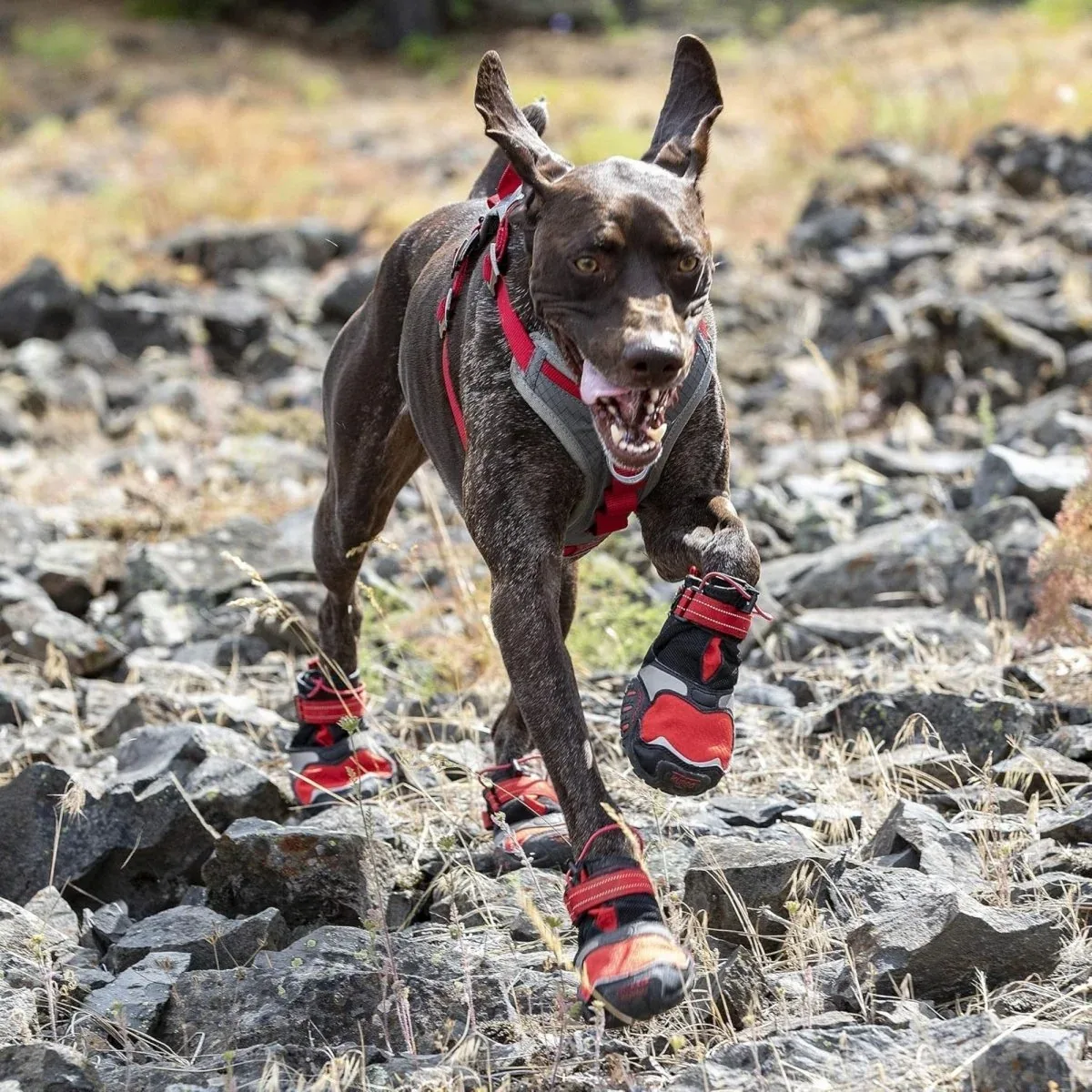Kurgo Blaze Dog Boots - Black & Red, XX-Small, 2-Count - Image 2