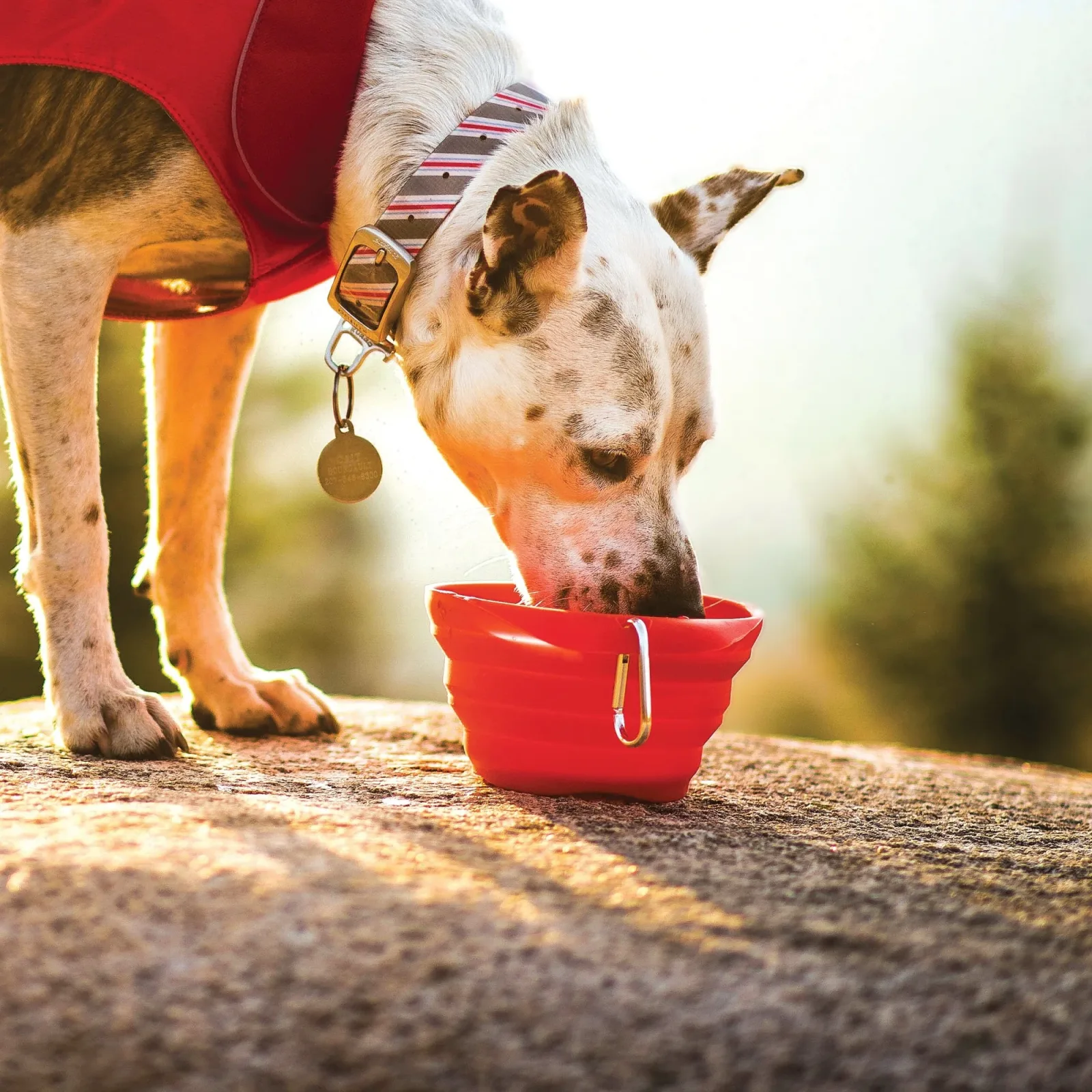 Kurgo Collaps-A-Bowl for Dogs - Image 2
