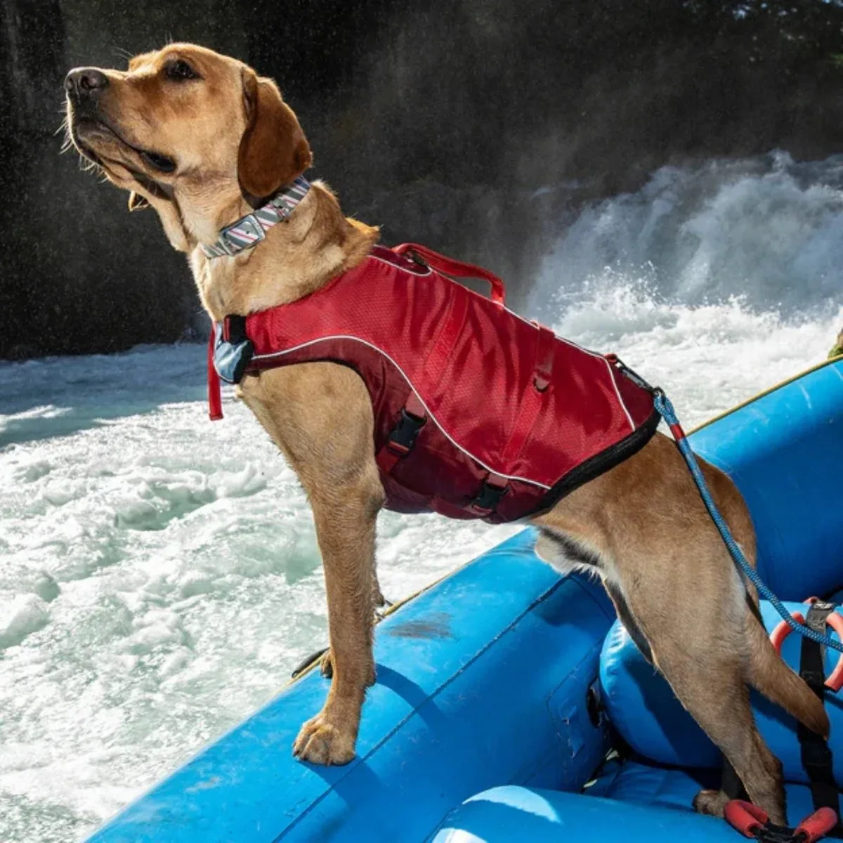 Kurgo Surf 'n Turf Dog Life Jacket - Yellow, Medium - Image 2