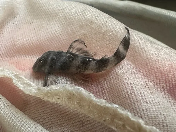 L-002 Tiger Pleco