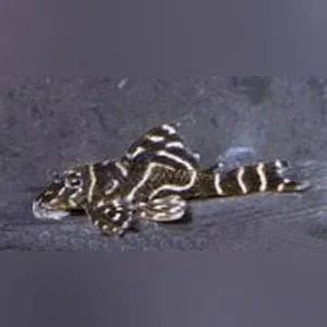 L-129 Colombian Zebra Pleco