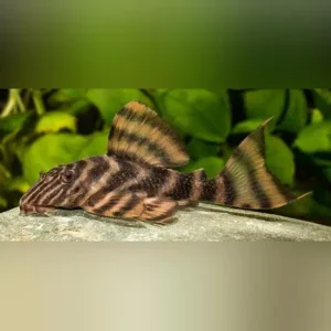 L-398 Tankei Tiger Pleco