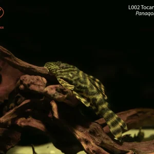L002 Tocantins Tiger Pleco