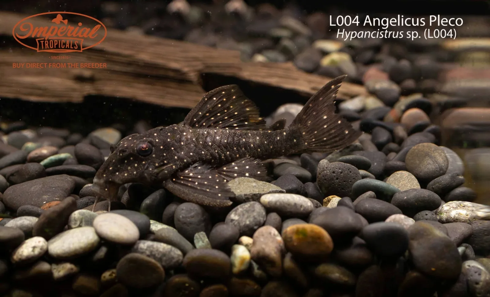 L004 Angelicus Pleco (Hypancistrus sp. (L004)) - Image 2