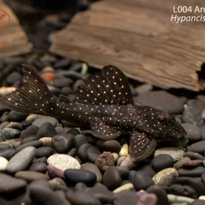 L004 Angelicus Pleco (Hypancistrus sp. (L004))